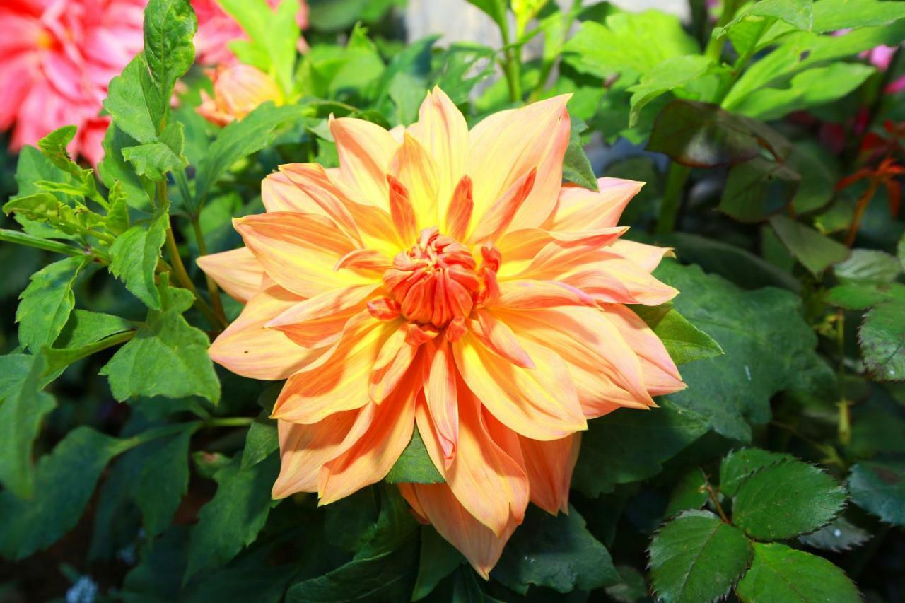 Dahlia Mount View Hotel Nuwara Eliya Exterior foto